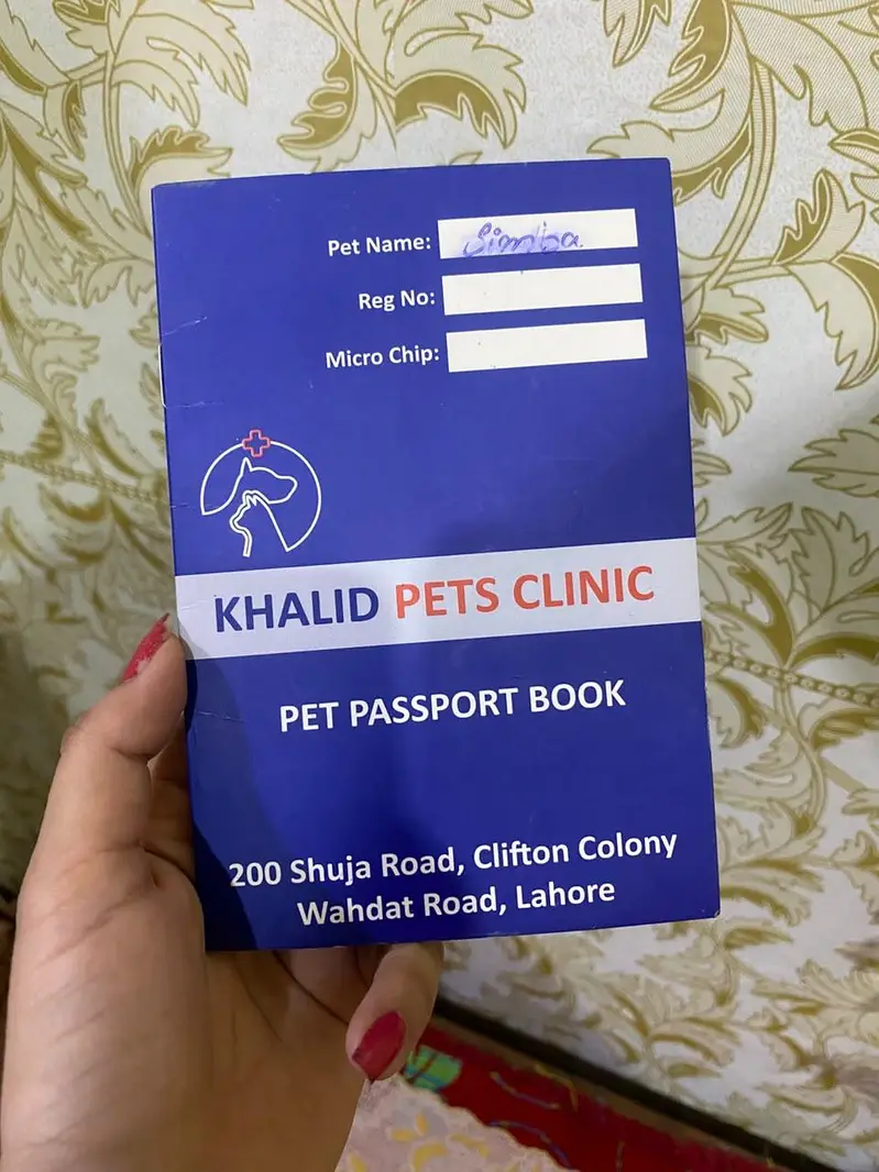 Male Persian cat — photo 9