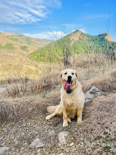 Pedigree Golden Retriever Female Adult