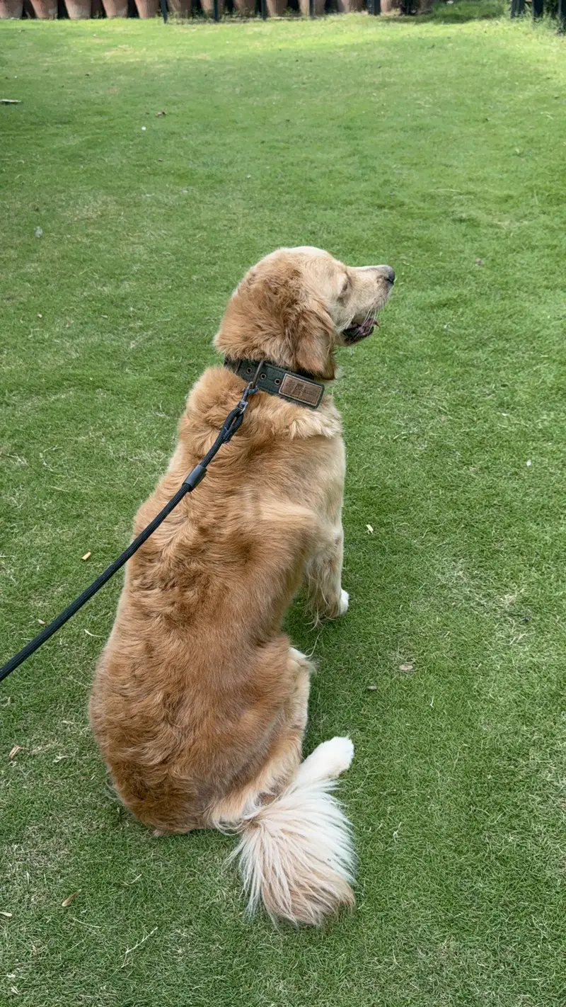 Pedigree Golden Retriever Female Adult — photo 2