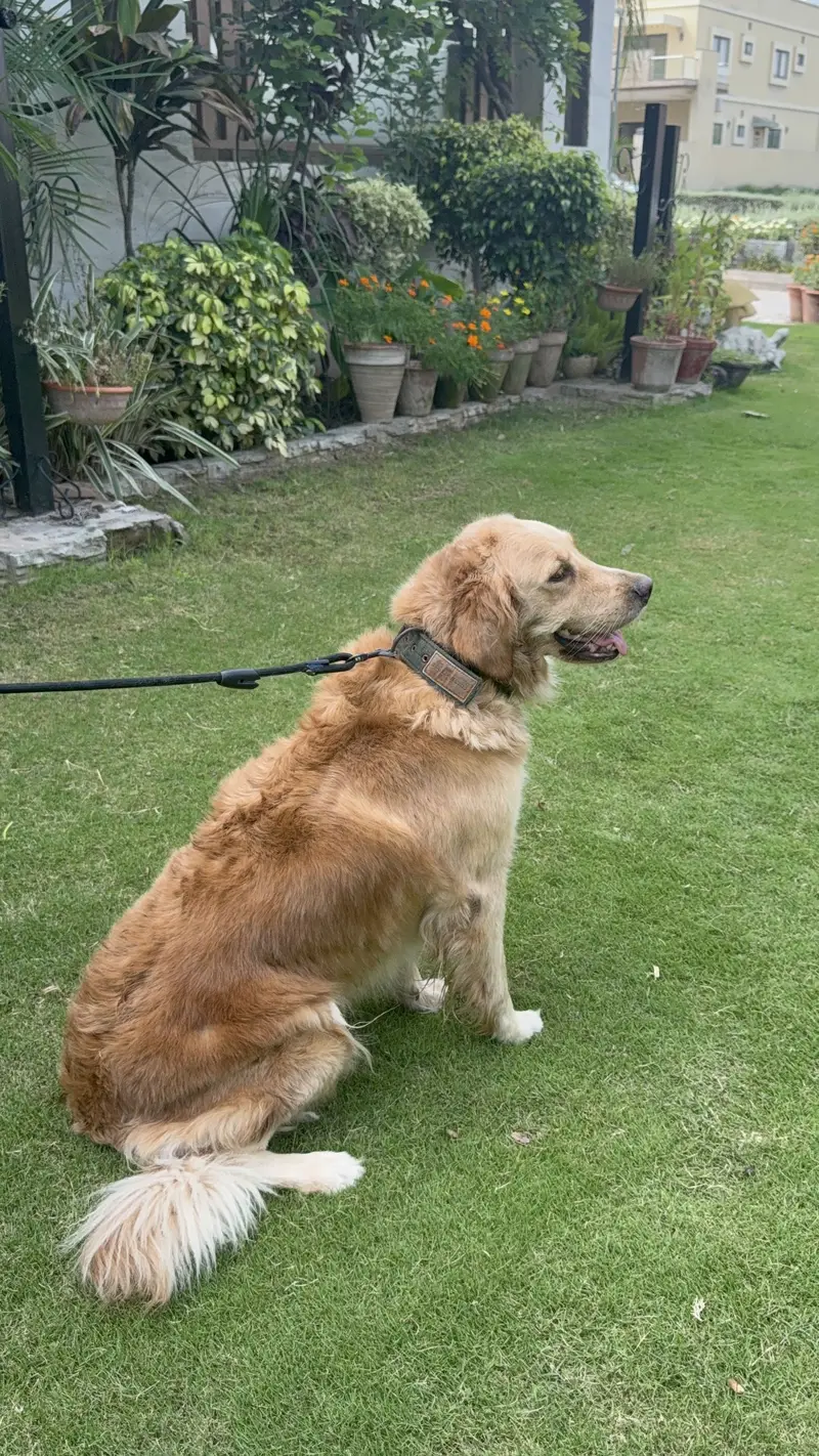 Pedigree Golden Retriever Female Adult — photo 3