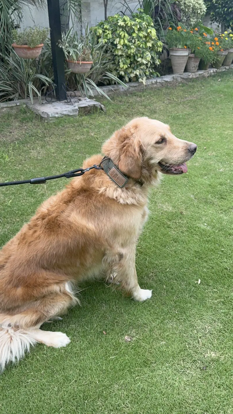 Pedigree Golden Retriever Female Adult — photo 4