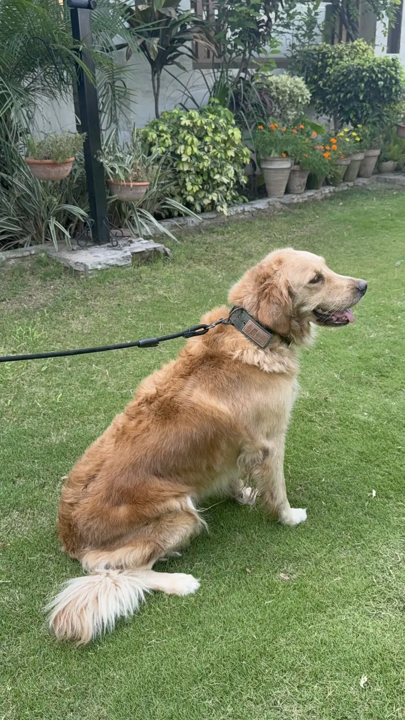 Pedigree Golden Retriever Female Adult — photo 5