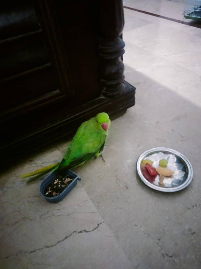 parrot 0