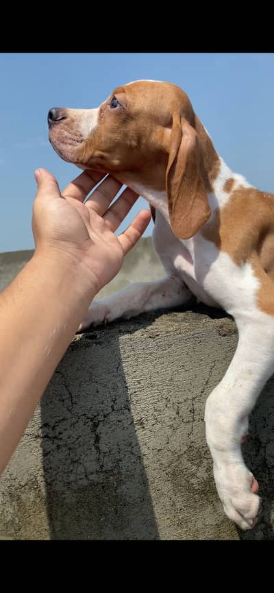 English pointer puppy