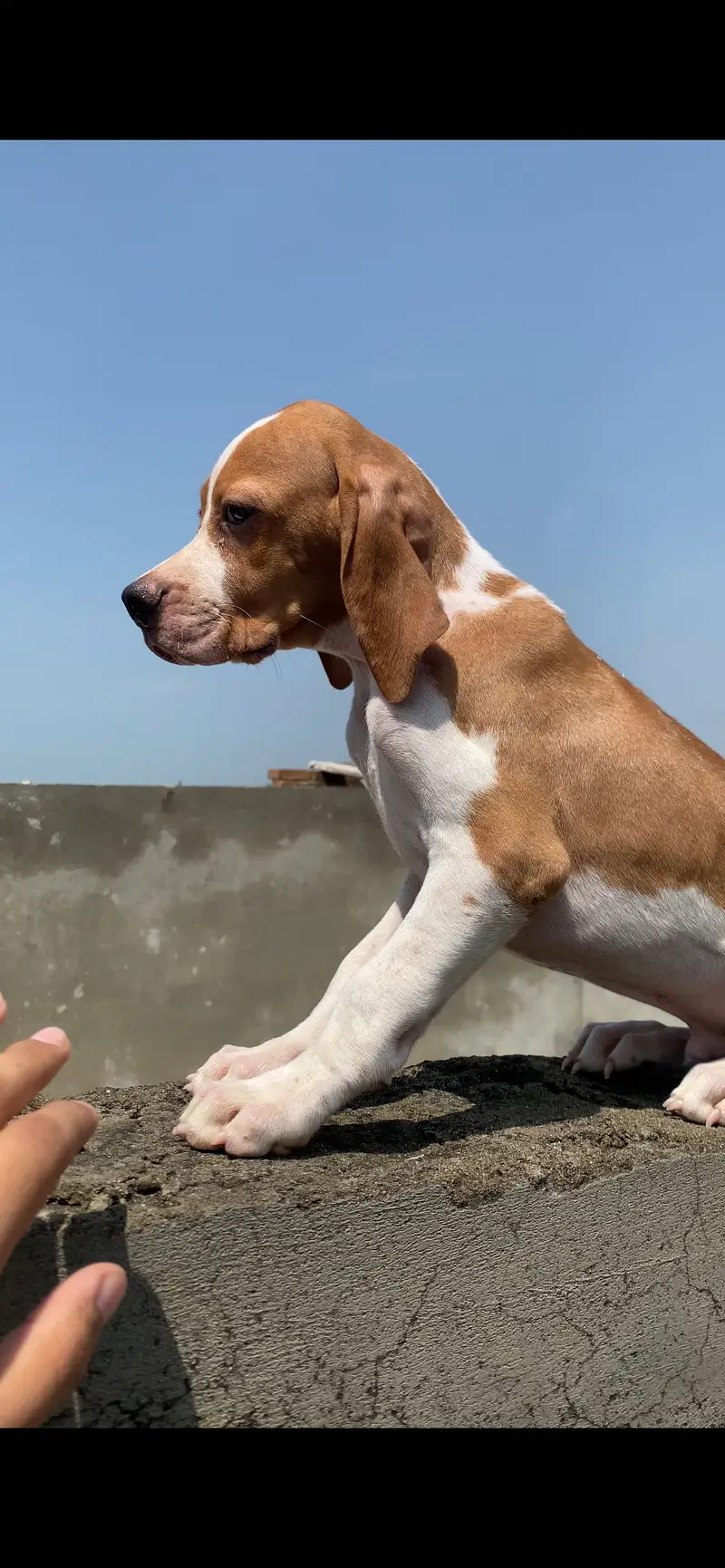 English pointer puppy — photo 3