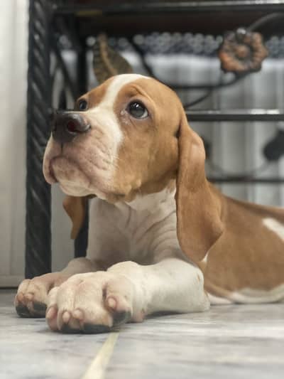 English pointer puppy