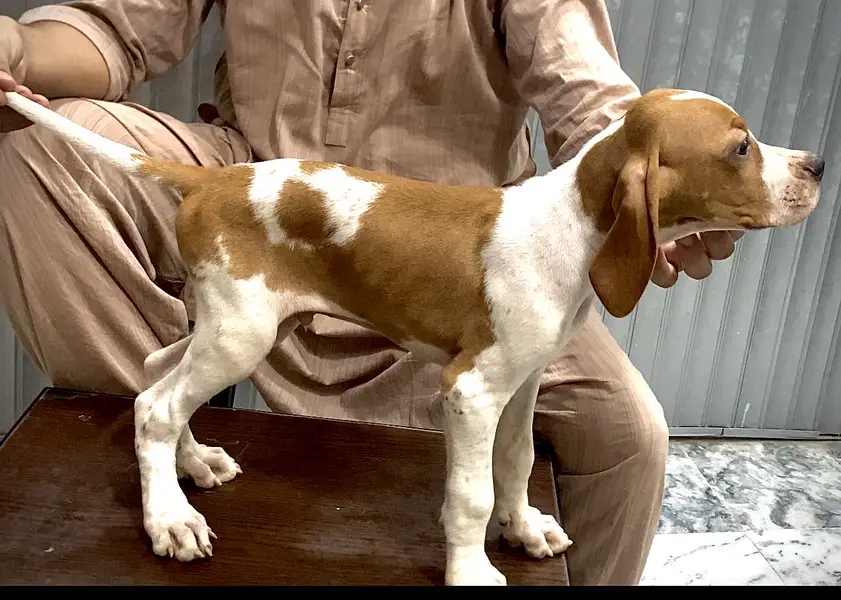 English pointer puppy — photo 4