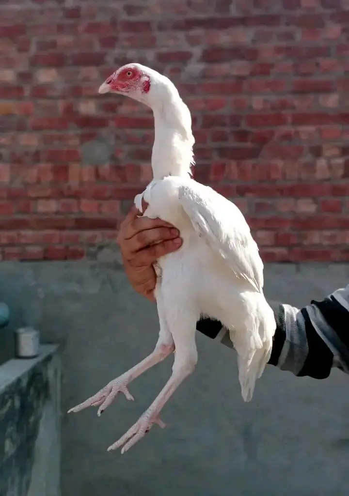 aseel white herera pure fertile eggs for sell — photo 2