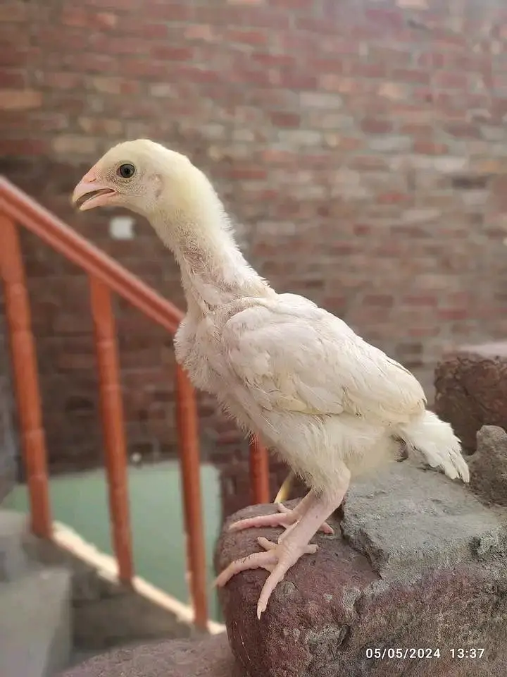 aseel white herera pure fertile eggs for sell — photo 3