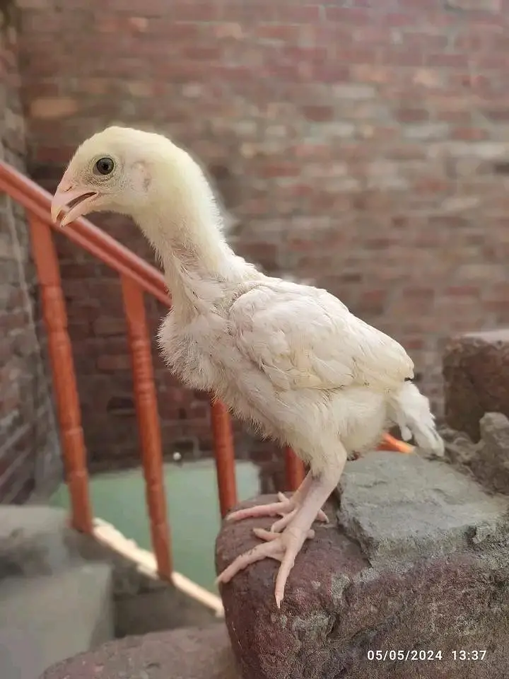 aseel white herera pure fertile eggs for sell — photo 4