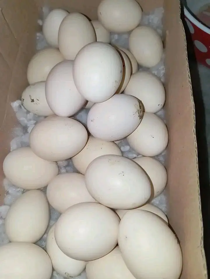 aseel white herera pure fertile eggs for sell — photo 5