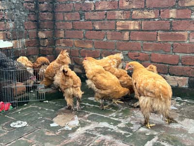Golden Buff for sale 0308533379