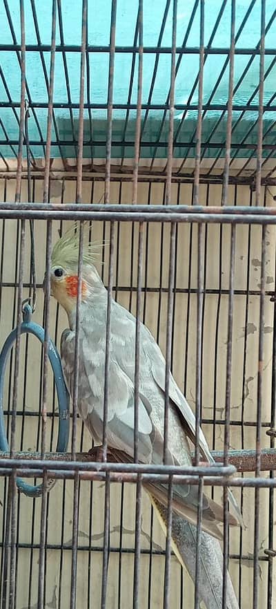 pearl cocktail female