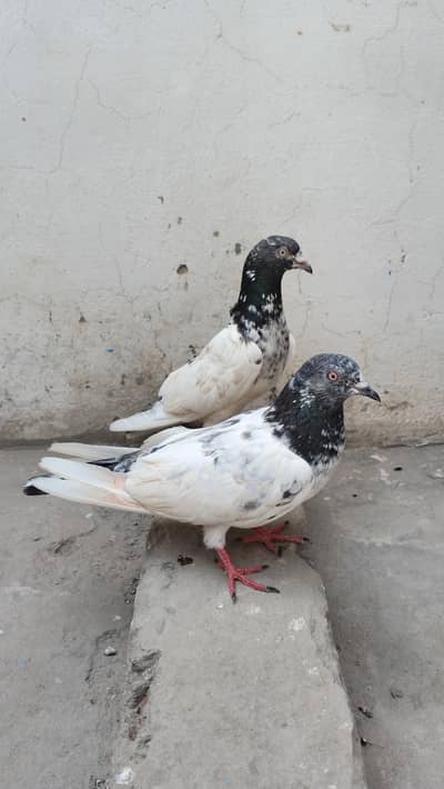 pigone for sale