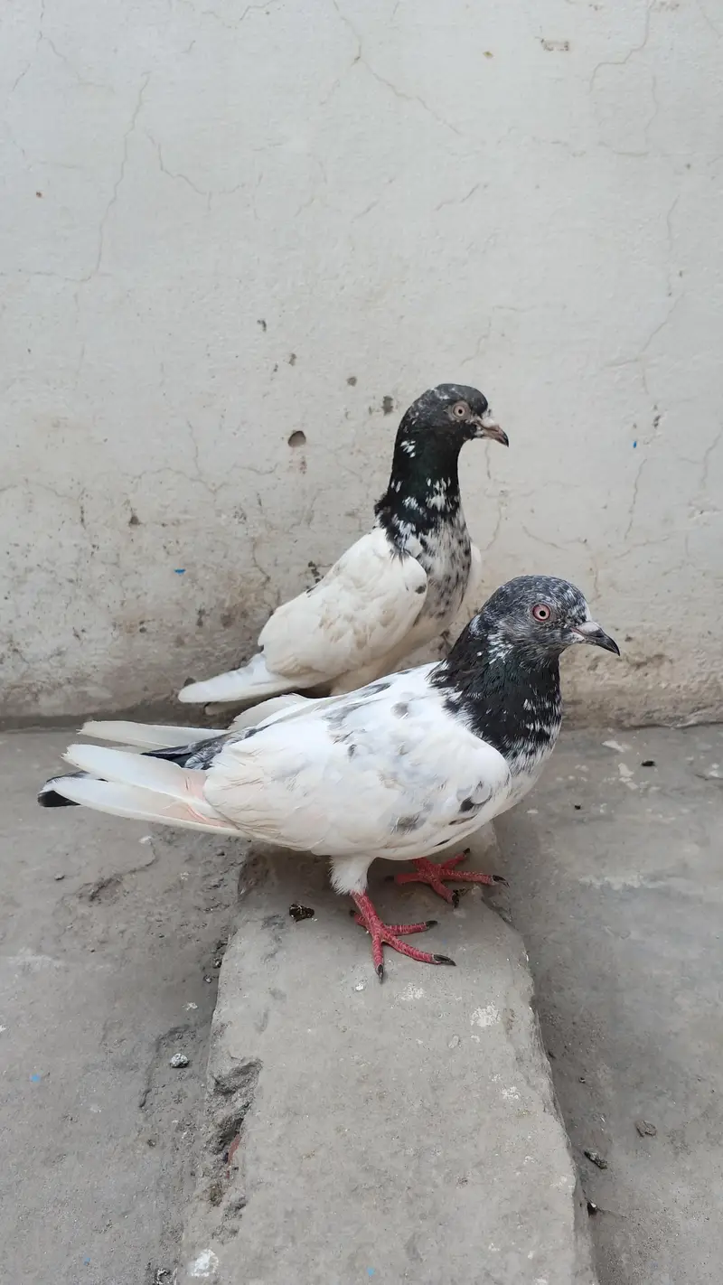 pigone for sale