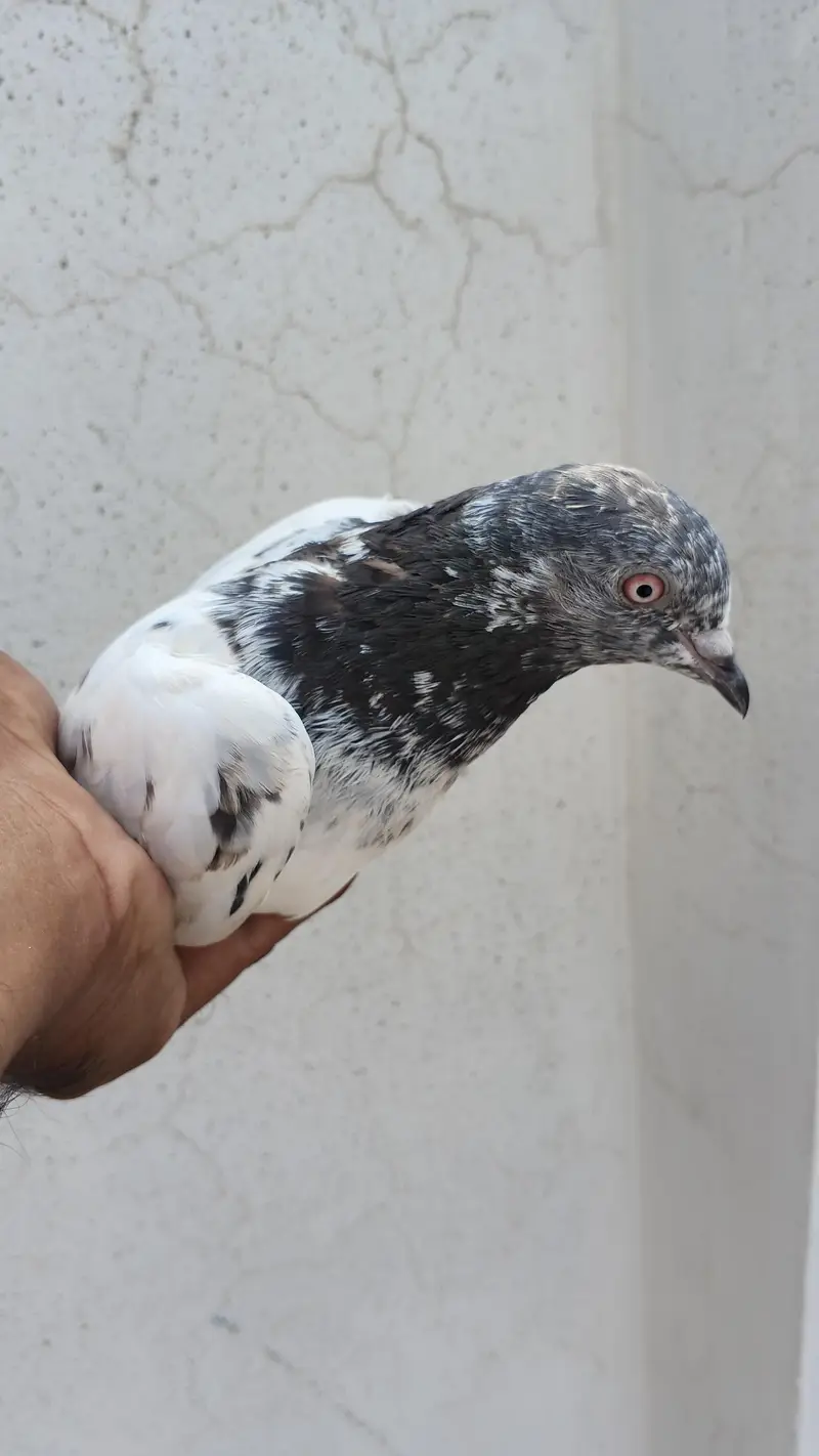 pigone for sale — photo 2