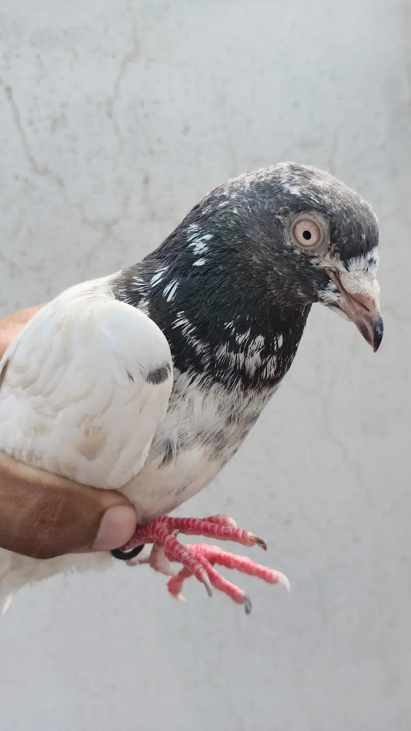 pigone for sale — photo 3