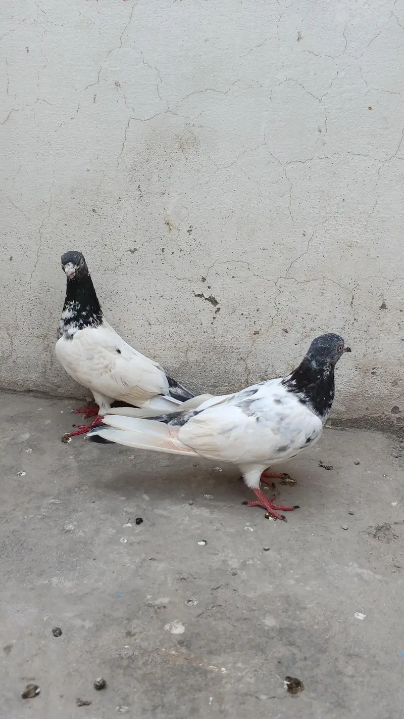 pigone for sale — photo 4