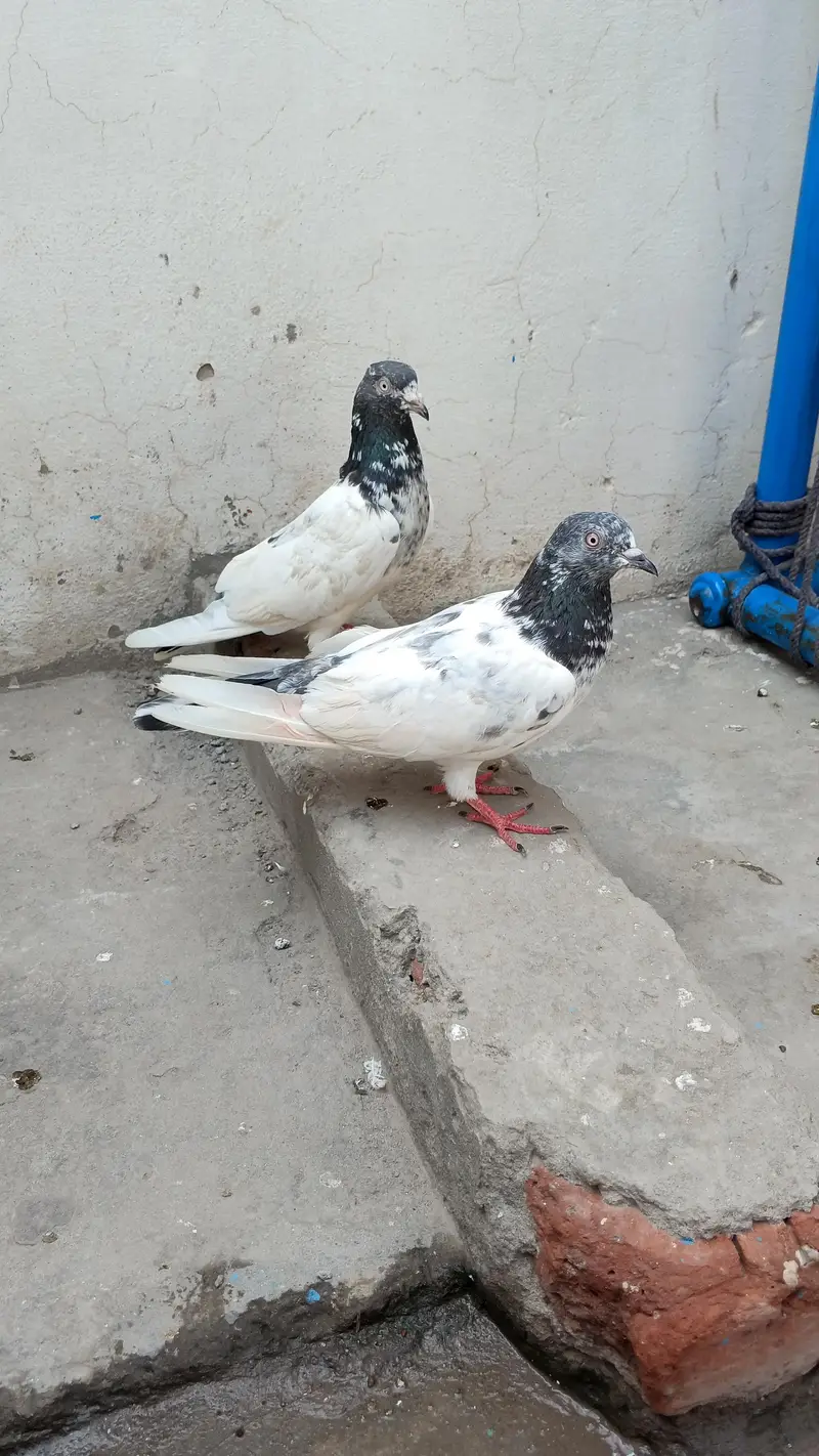 pigone for sale — photo 5