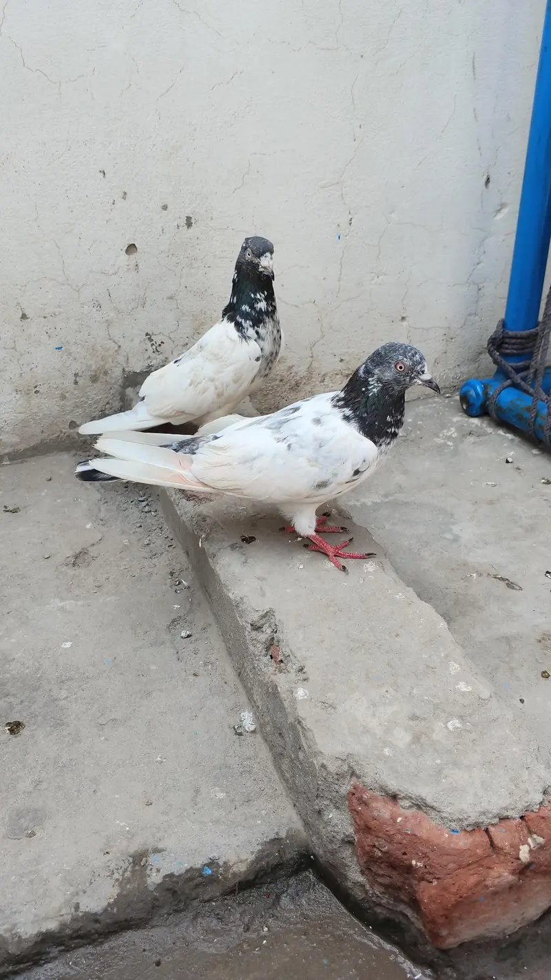 pigone for sale — photo 7