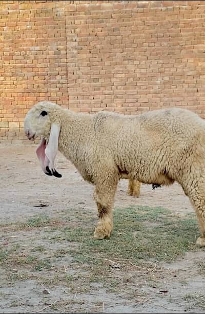 kajla cross bacha