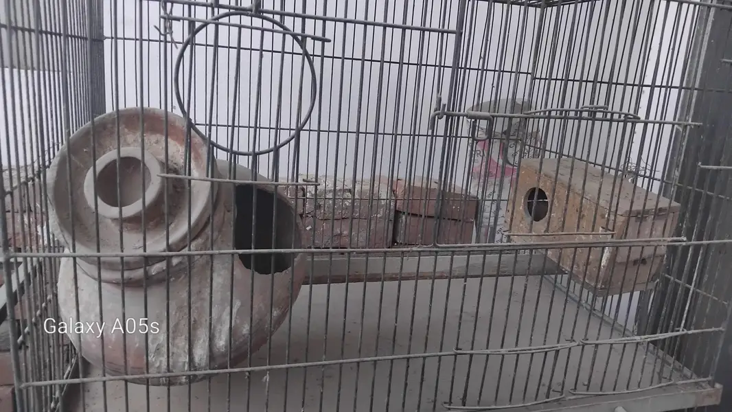 portion cage — photo 6
