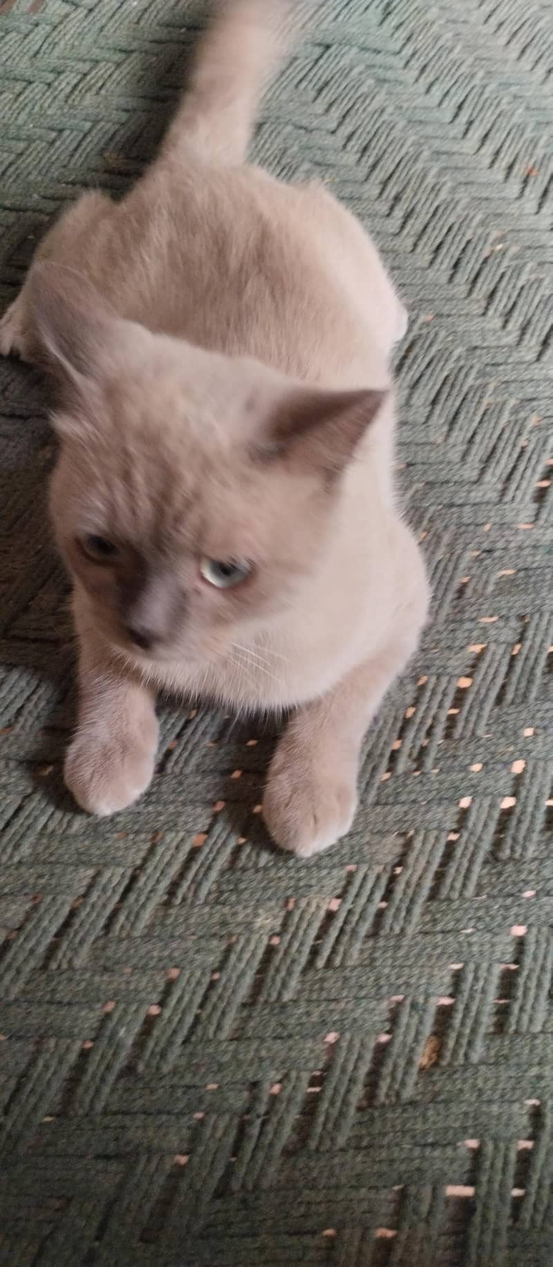 Persian 0