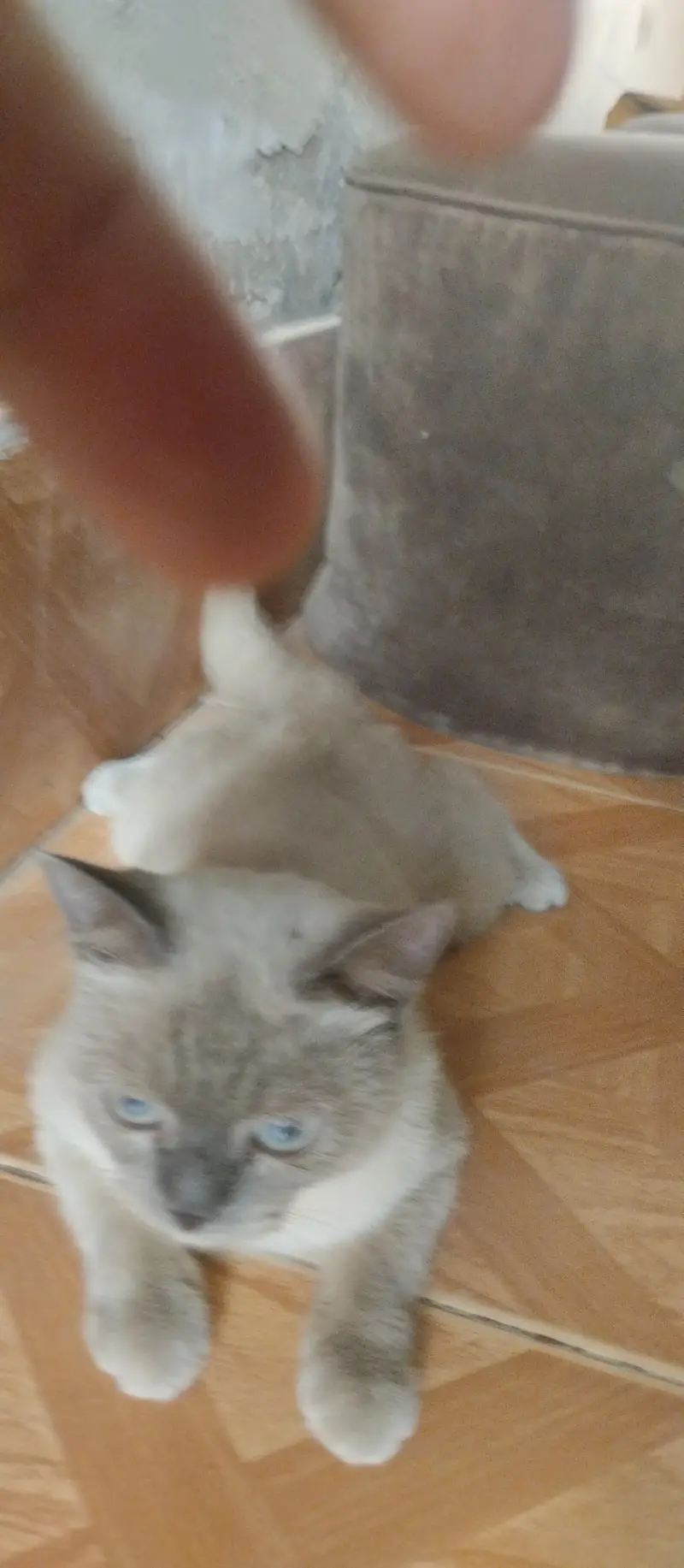 Persian — photo 2