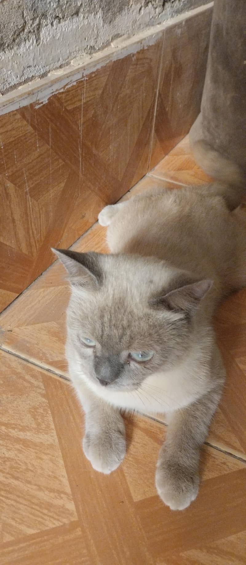 Persian 2