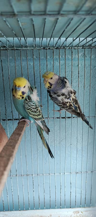 parrat