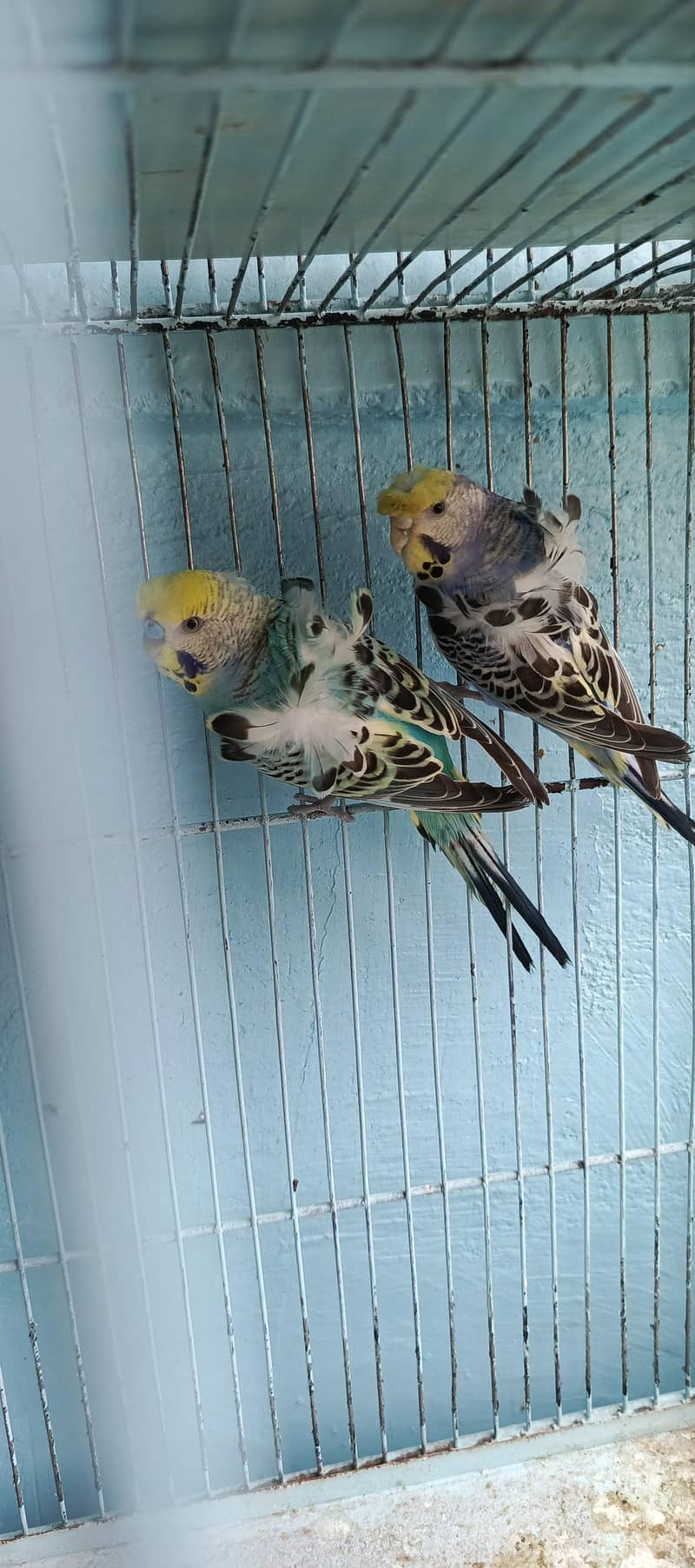 parrat 1