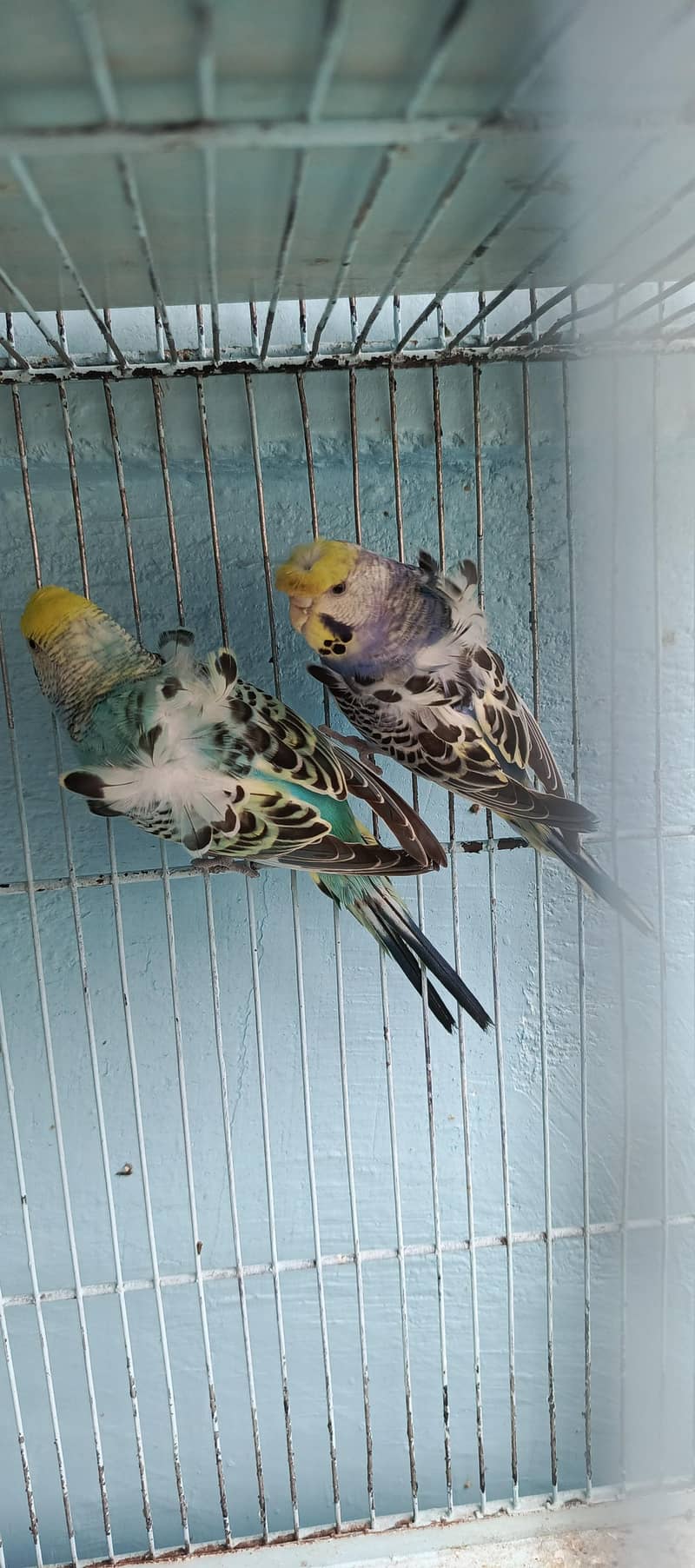 parrat 2