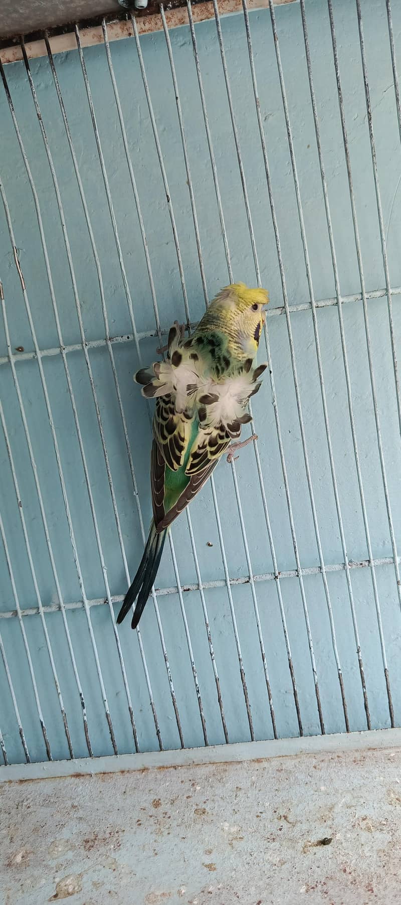 parrat 3