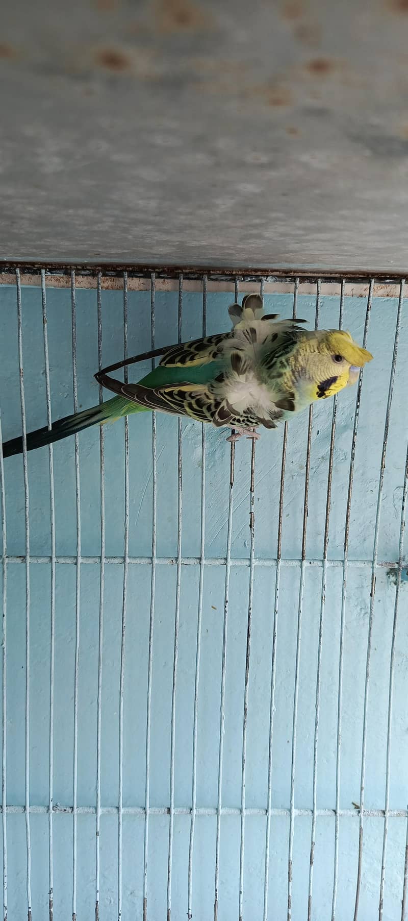 parrat 4
