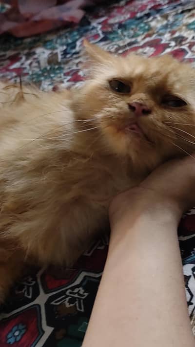 Punch face catss
