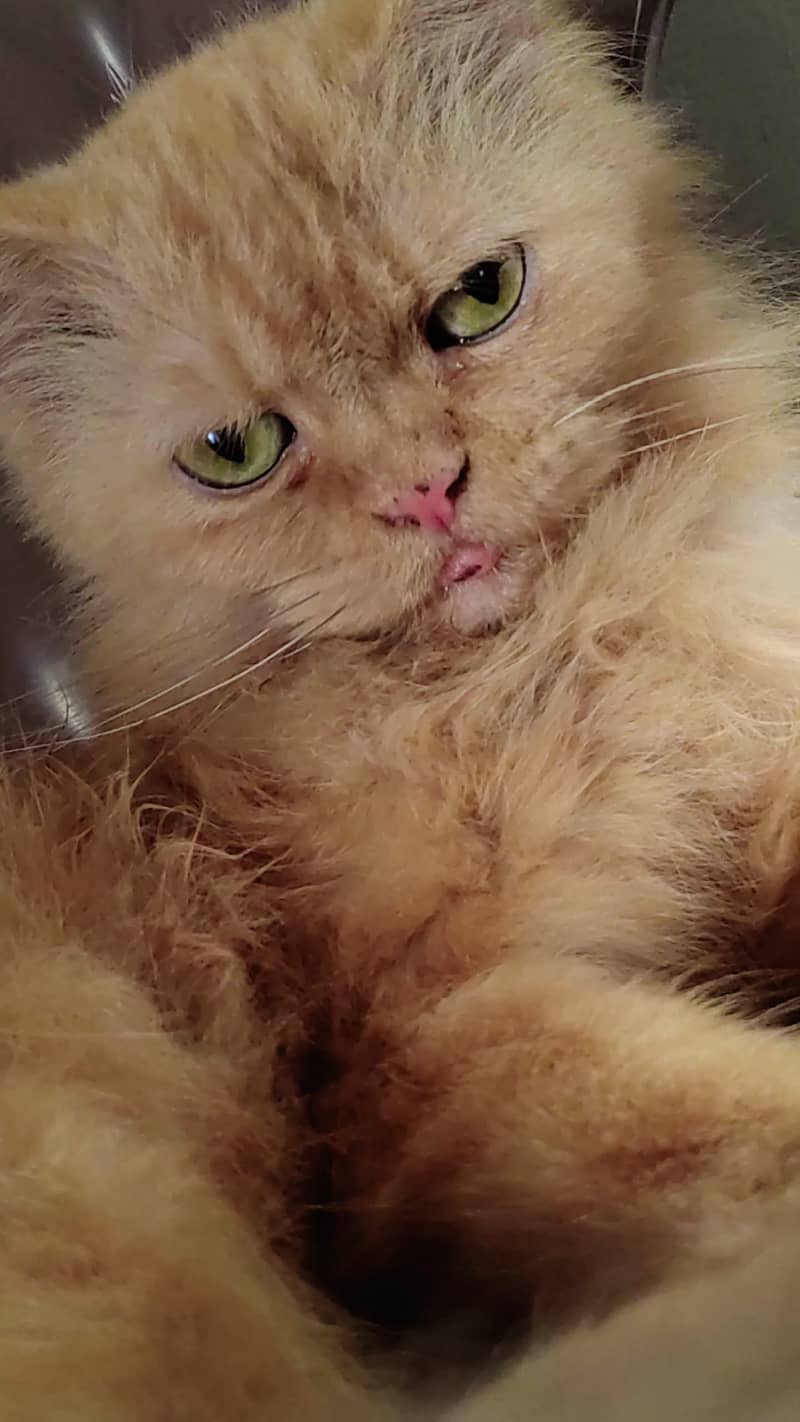 Punch face catss 2