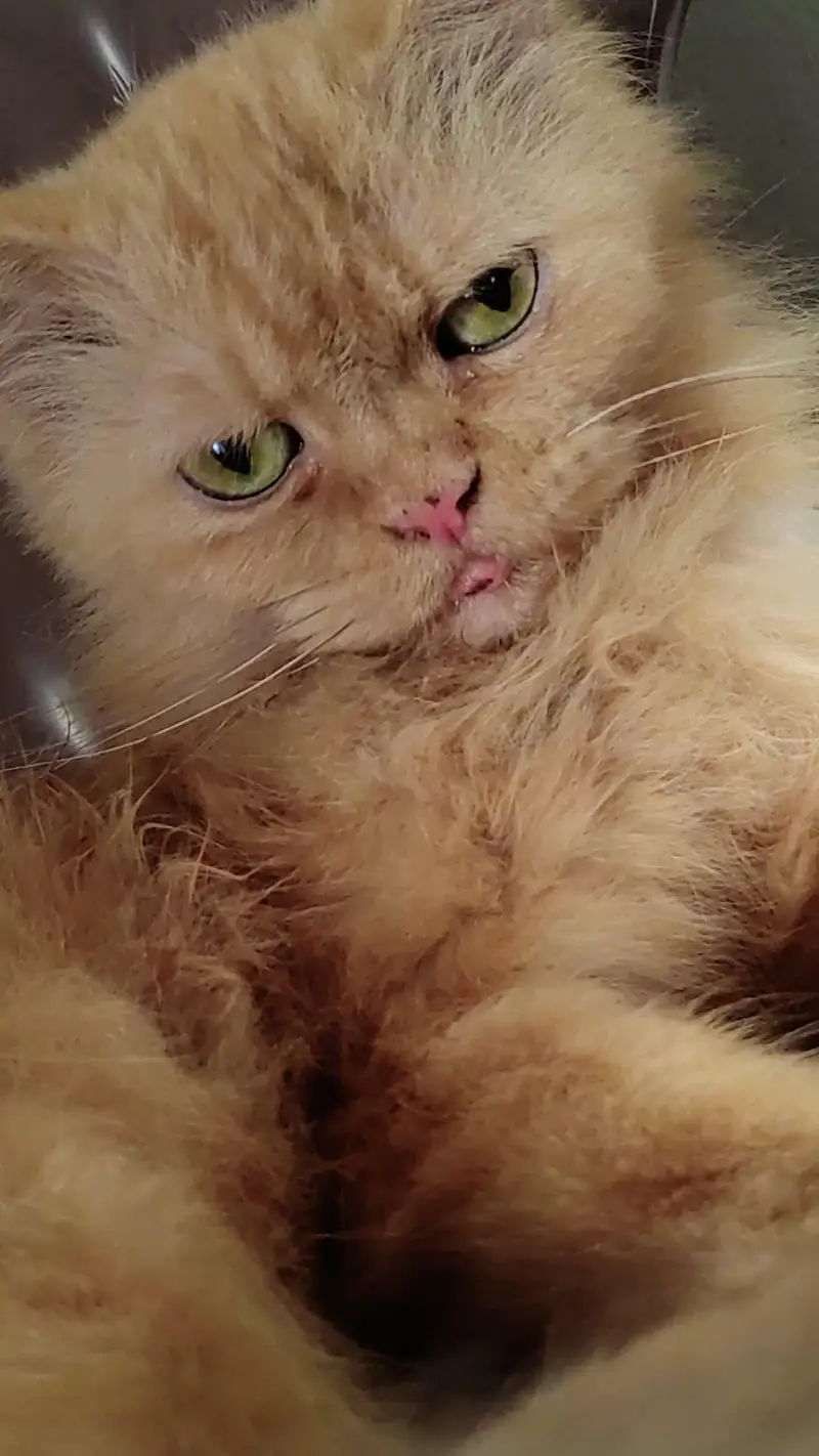 Punch face catss — photo 3