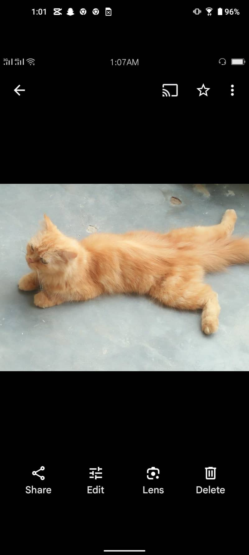 Punch face catss 3