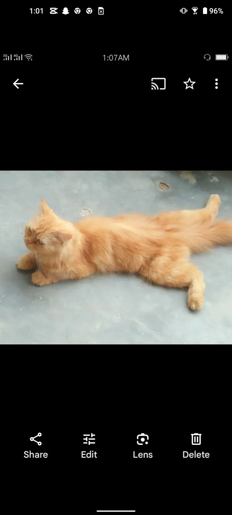 Punch face catss — photo 4