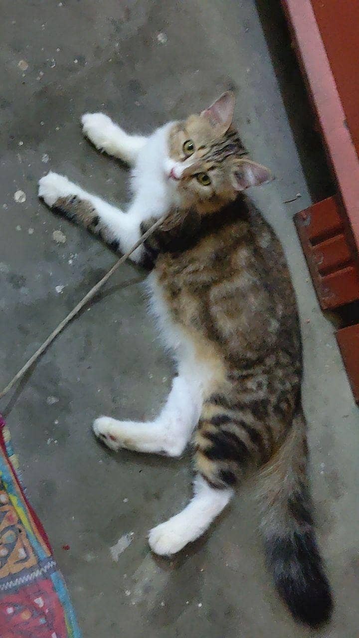 Punch face catss 4