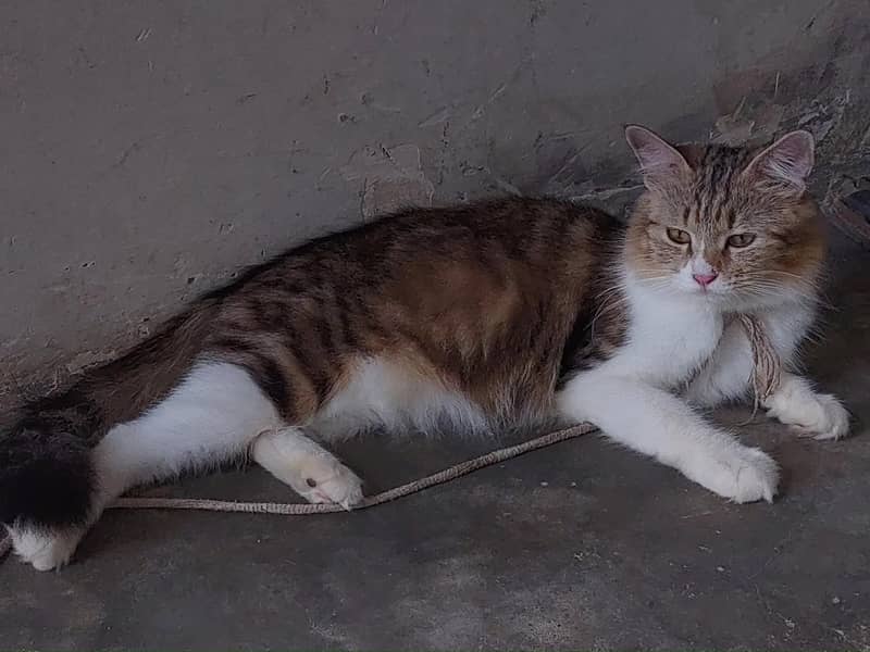 Punch face catss 5