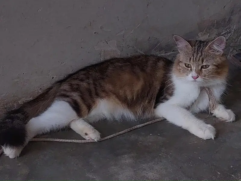 Punch face catss — photo 6