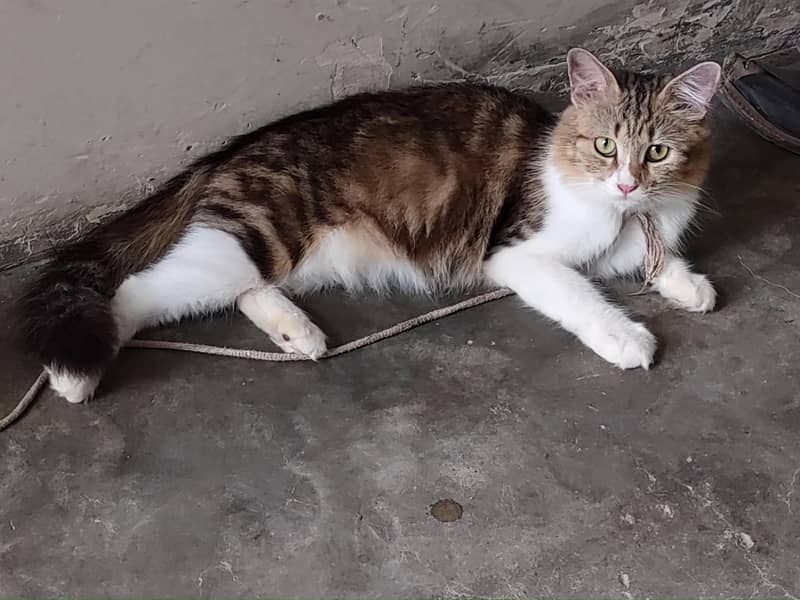 Punch face catss 6