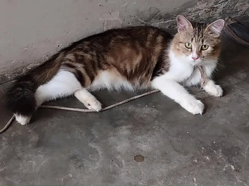 Punch face catss — photo 7