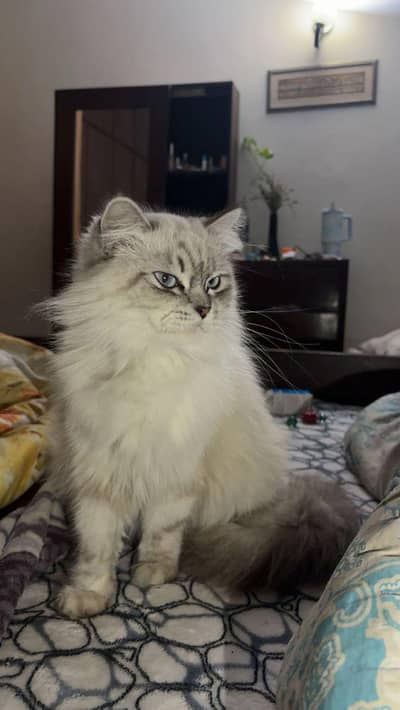 Siberian