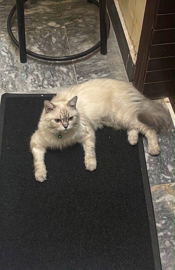 Siberian 1