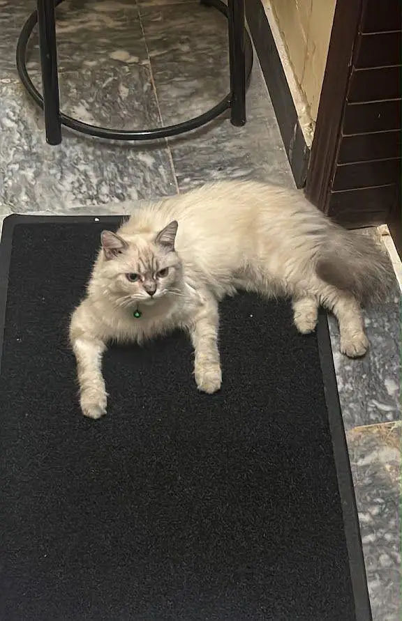 Siberian — photo 2