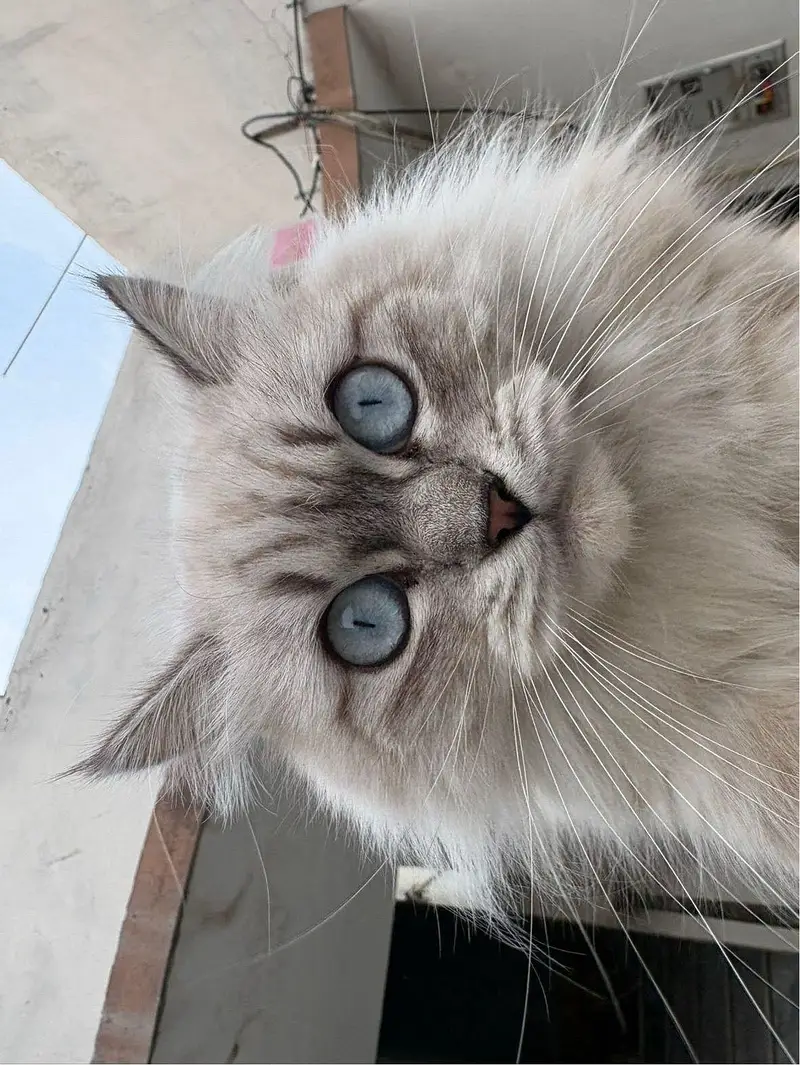 Siberian — photo 3