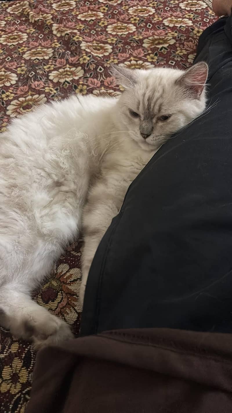 Siberian 4