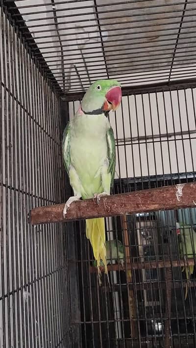 Breeder Male